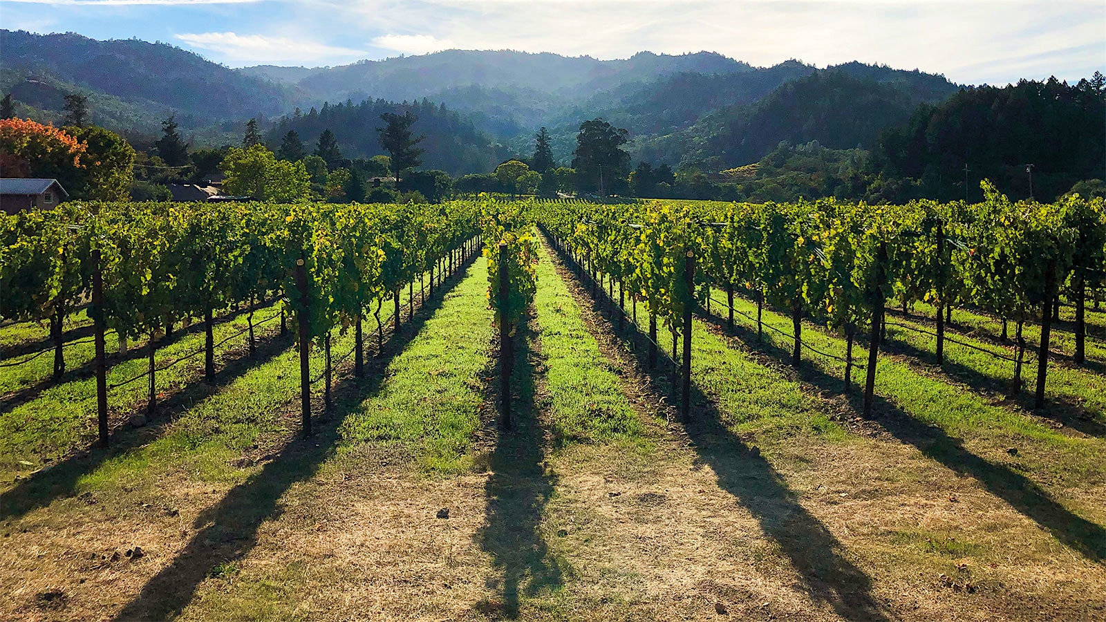 Annulus Cellars' Las Piedras vineyard in St. Helena, California.